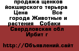 продажа щенков йокширского терьера › Цена ­ 25 000 - Все города Животные и растения » Собаки   . Свердловская обл.,Ирбит г.